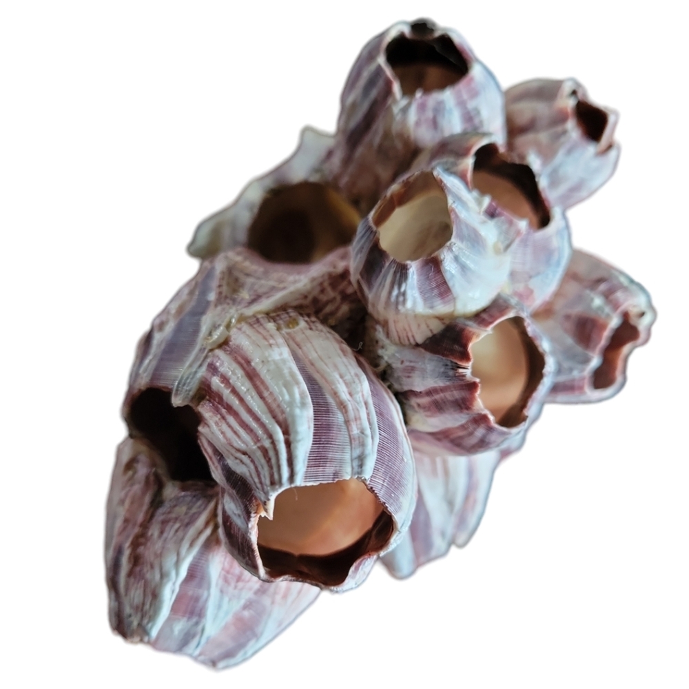 HP 😃 Natural Barnacle Coral Fish Tank Aquarium Pond Shrimp Shelter Home Ocean - Picture 5 of 10